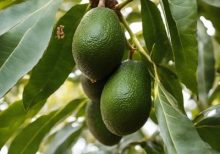 AVOCATIER