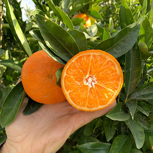 Mandarini-Clementine-siciliani-aperta-a-meta