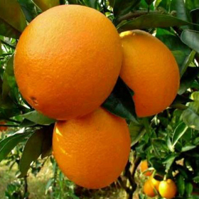 Orange_Washington_Navel_280px_sq