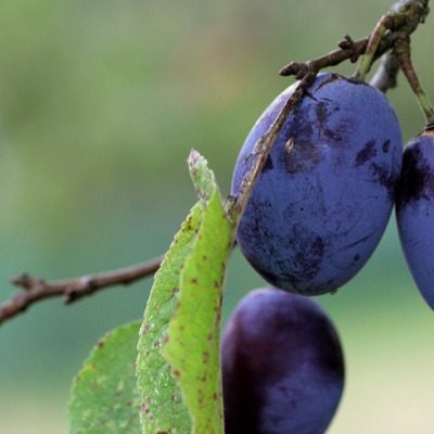 prune-quetsche