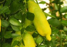 CITRONIIER CAVIAR