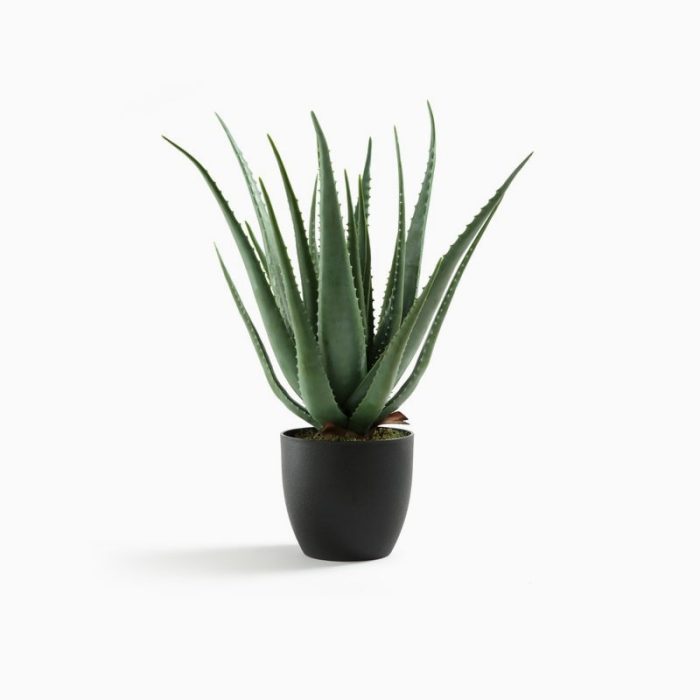 Viverra sollicitudin – Image 2