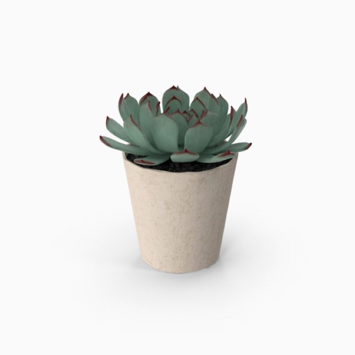 Viverra sollicitudin – Image 4