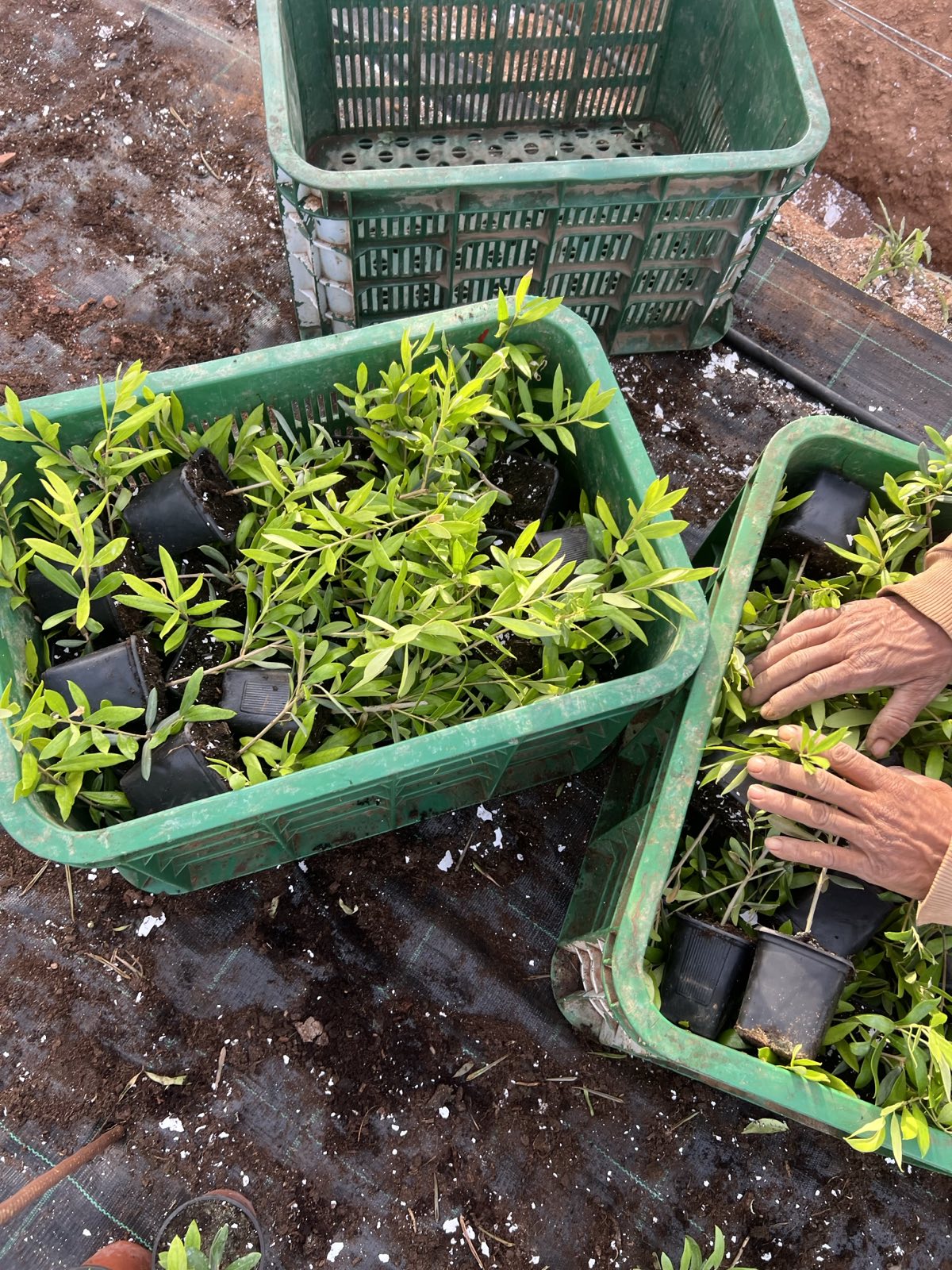 oliviers ARBOSANNA – Image 3