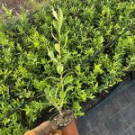 oliviers ARBOSANNA
