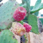 FIGUE DE BARBARIE d’Aït Baâmrane