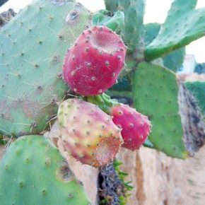 Les-figues-berberes