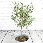 Picholine du Languedoc