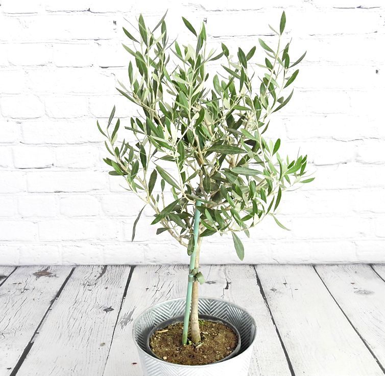 plants olivier Picholine