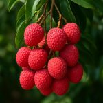 litchi Maroc, plant litchi, vente litchi Maroc, arbre litchi, culture litchi, fruit exotique Maroc, pépinière Maroc, verger tropical, litchi frais, arbre fruitier exotique.