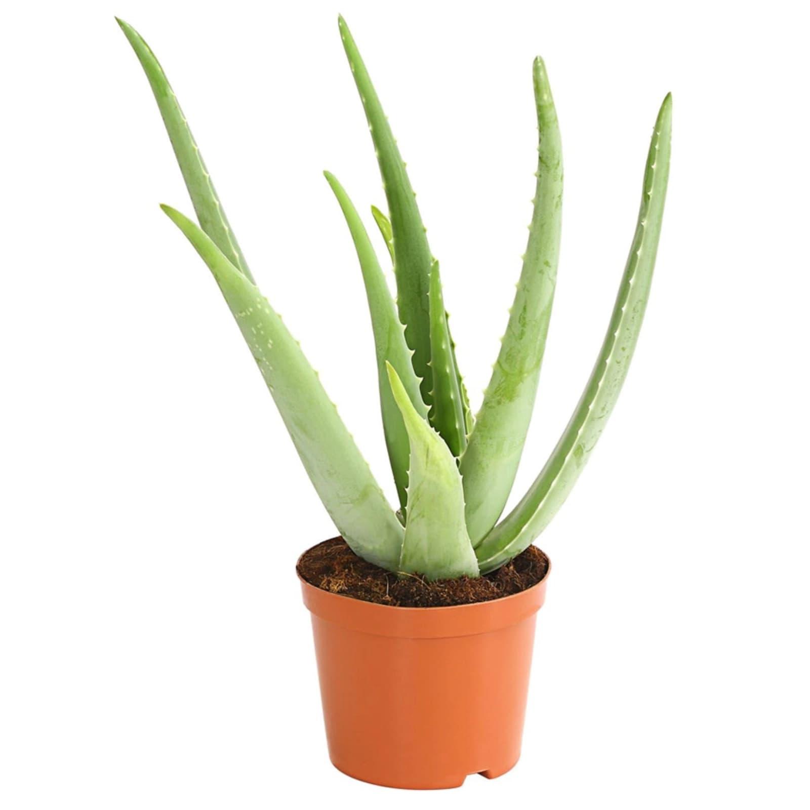 ALOE VERA