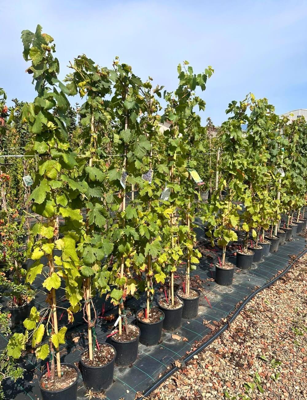 Vigne Cardinal – Image 3