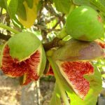 #Figuier #Chetoui #التين_الشتوي #PépinièreMaroc #Cubami #ArbresFruitiers #AgricultureMaroc #Verger #Figue #PlantesMaroc