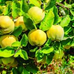 cognassier Maroc, plant cognassier, coing Maroc, vente cognassier, arbre fruitier Maroc, culture du coing, pépinière Maroc, cognassier productif, verger fruitier, Cydonia oblonga.