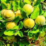 cognassier Maroc, plant cognassier, coing Maroc, vente cognassier, arbre fruitier Maroc, culture du coing, pépinière Maroc, cognassier productif, verger fruitier, Cydonia oblonga.