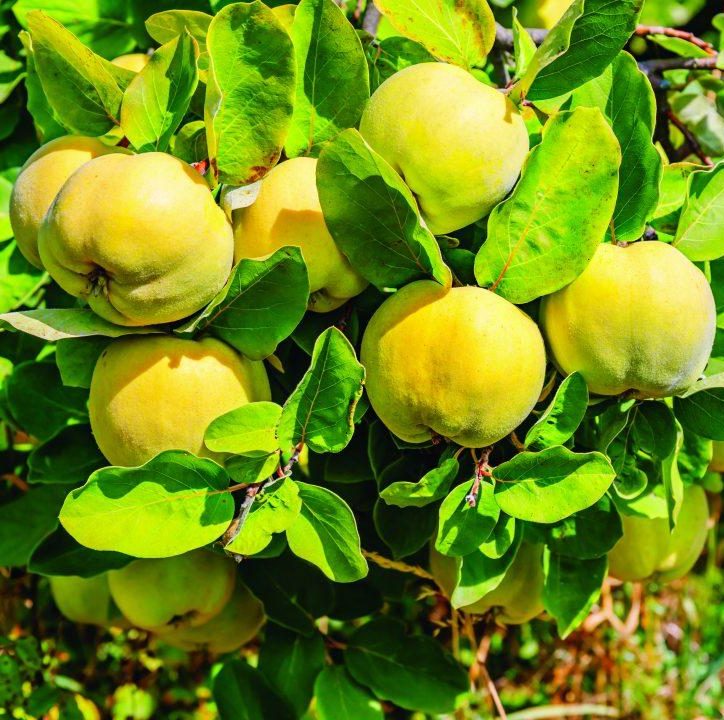 COGNACIER MAROC