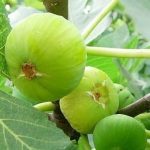 #Figuier #FiguierTurc #التين_التركي #Figues #PépinièreMaroc #Cubami #ArbresFruitiers #AgricultureMaroc #Verger #Fruitiers