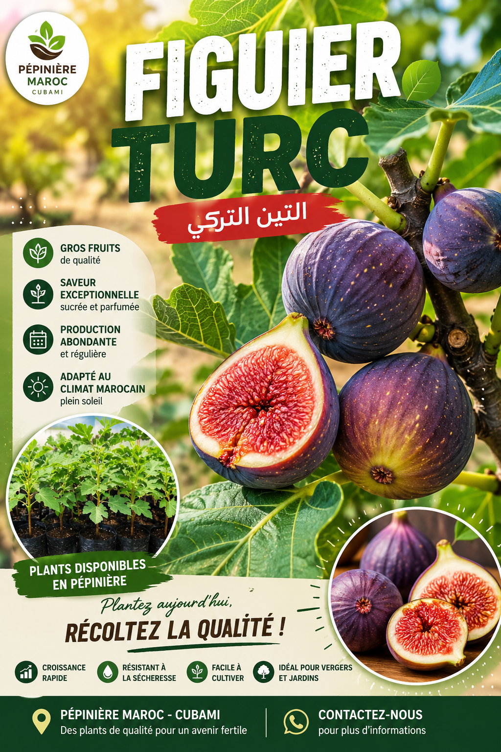 FIGUIER TURQ