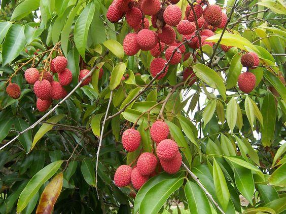 Litchi – Image 3