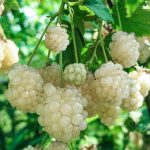 Mûrier Blanc