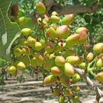 pistachier Kerman, plant pistachier Maroc, vente pistachier, culture pistache Maroc, Pistacia vera, pistachier femelle, verger de pistachiers, pépinière Maroc, pistache Kerman, arbre fruitier résistant à la sécheresse. Le Pistachier Kerman (Pistacia vera) est la variété femelle de pistachier la plus cultivée au monde pour la production commerciale de pistaches. Réputée pour la qualité exceptionnelle de ses fruits, sa productivité élevée et sa forte valeur marchande, cette variété constitue un excellent investissement pour les agriculteurs souhaitant développer une culture rentable et durable au Maroc. Chez Pépinière Maroc, nous proposons des plants sélectionnés pour leur vigueur, leur adaptation aux conditions climatiques marocaines et leur potentiel de production.