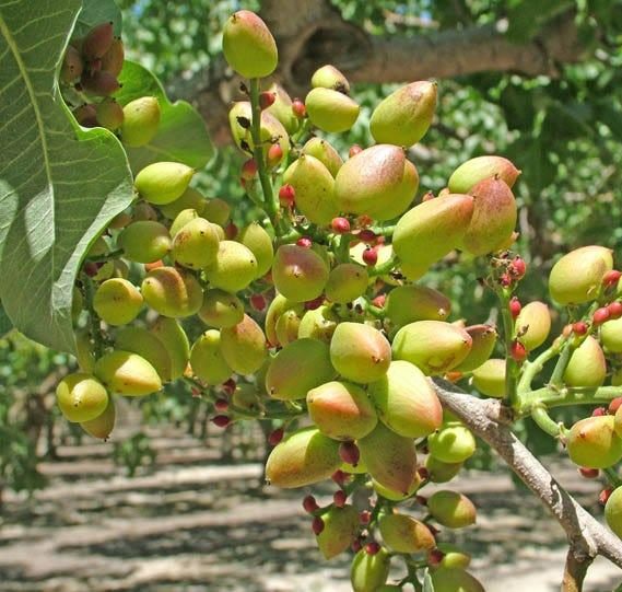 PISTACHIER
