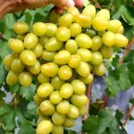 Vigne Muscat Maroc, plant de vigne Muscat, raisin Muscat, acheter vigne Muscat Maroc, pépinière vigne Marrakech, culture du raisin Muscat au Maroc, vigne de table Maroc, vente plants de vigne Maroc, raisin parfumé, vigne productive, plantation de vigne Muscat, Pépinière Maroc.