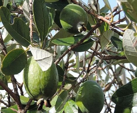feijoa