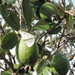 Feijoa Maroc, plant de feijoa, goyavier du Brésil Maroc, goyavier ananas, acheter feijoa Maroc, pépinière feijoa Marrakech, culture du feijoa au Maroc, arbres fruitiers rares Maroc, vente plants fruitiers Maroc, feijoa productif, fruit exotique Maroc, Pépinière Maroc, plantation de feijoa.