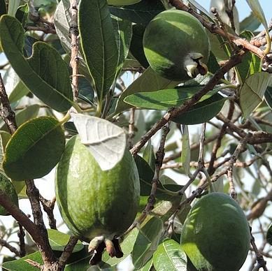 feijoa