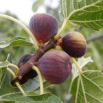 figuier, plant de figuier, figuier Maroc, vente de figuiers, pépinière Maroc, arbre fruitier, jeune plant de figuier, culture du figuier, figues fraîches, figues séchées, verger de figuiers, arbres fruitiers Maroc.