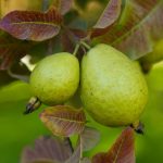 Le goyavier (Psidium guajava) est un arbre fruitier tropical à feuilles persistantes, apprécié pour ses fruits savoureux et riches en vitamines. Il est particulièrement adapté aux régions chaudes et ensoleillées et constitue un excellent choix pour les vergers et jardins au Maroc.
