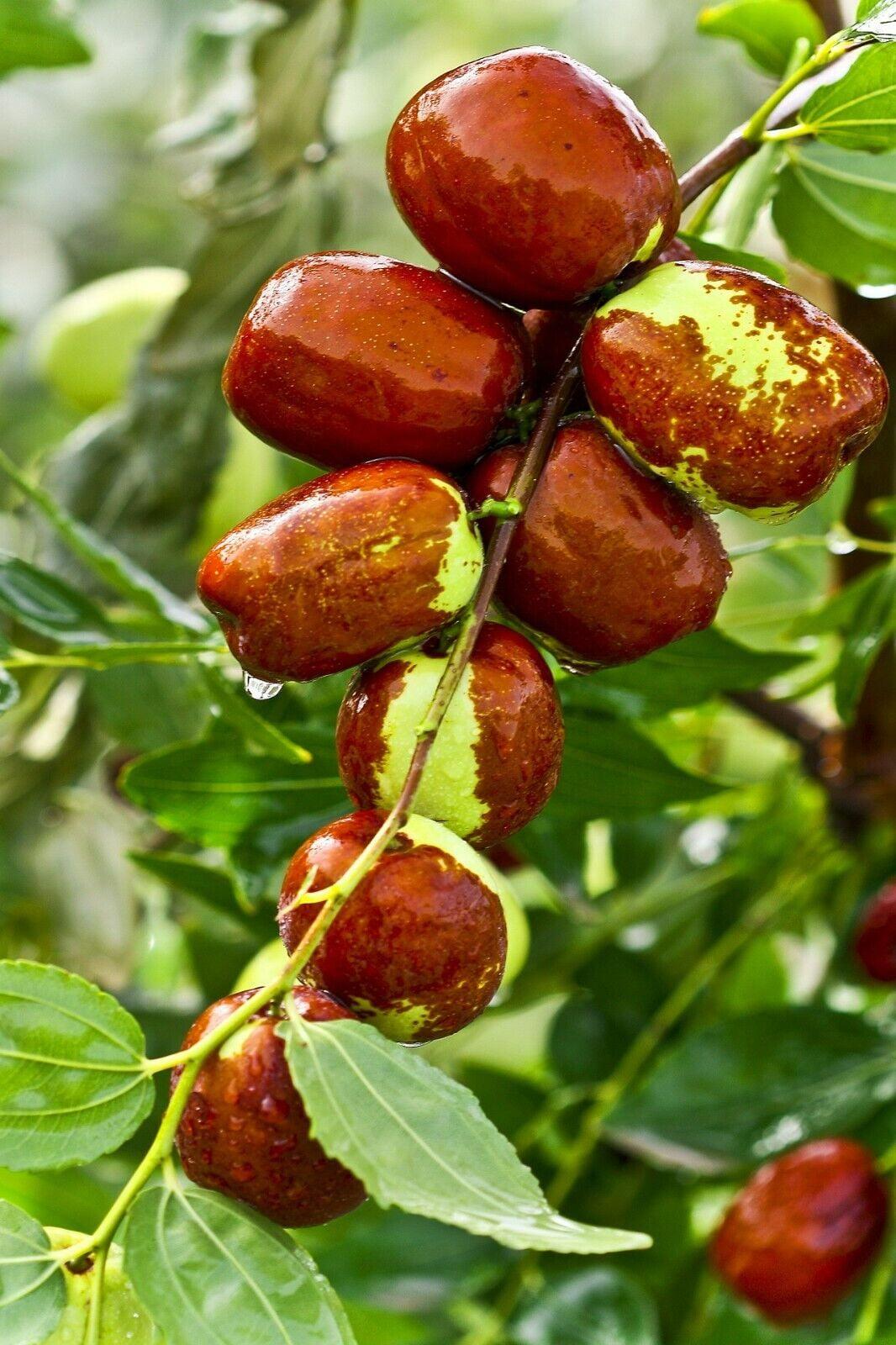 Jujubier Maroc, plant de jujubier, jujube Maroc, arbre à jujubes, acheter jujubier Maroc, pépinière jujubier Marrakech, culture du jujubier au Maroc, arbres fruitiers résistants à la sécheresse, vente plants fruitiers Maroc, jujubier greffé, Pépinière Maroc, plantation de jujubier, fruits du jujubier.