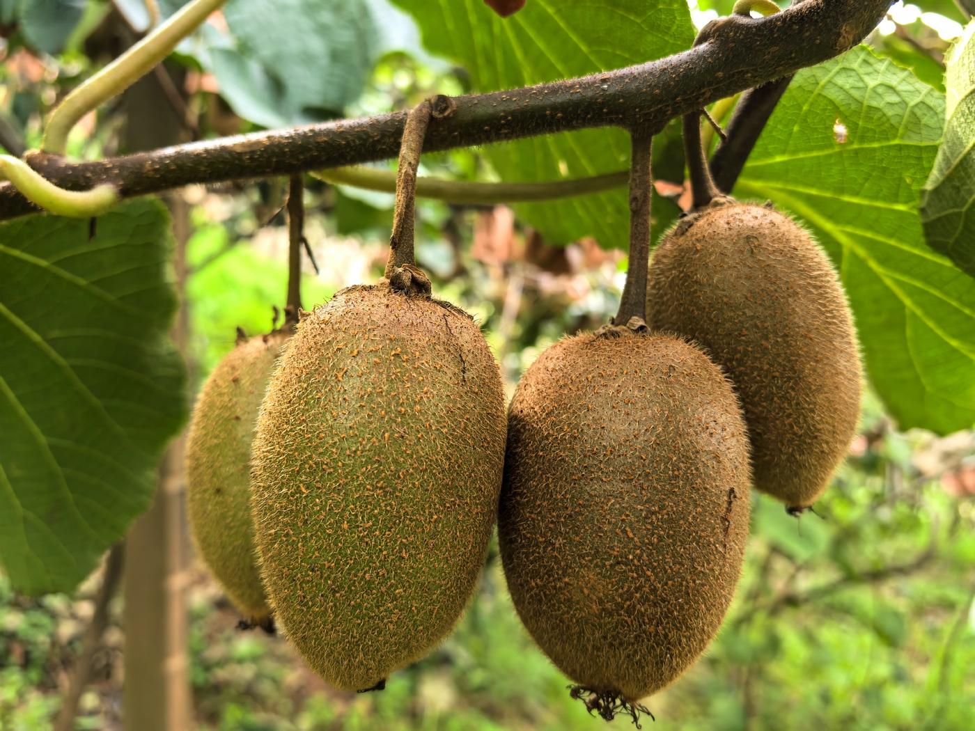 kiwi 2
