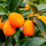 Kumquat Maroc, plant de kumquat, arbre kumquat, agrume kumquat, acheter kumquat Maroc, pépinière agrumes Marrakech, culture du kumquat au Maroc, vente plants d'agrumes Maroc, kumquat greffé, arbre fruitier exotique, agrumes décoratifs, Pépinière Maroc, plantation de kumquat.
