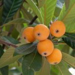 Néflier Maroc, plant de néflier, néflier du Japon, bibacier Maroc, bibace Maroc, acheter néflier Maroc, pépinière néflier Marrakech, culture du néflier au Maroc, arbres fruitiers Maroc, vente plants fruitiers Maroc, néflier greffé, fruits exotiques Maroc, plantation de néflier, Pépinière Maroc.