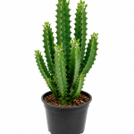 Euphorbia trigona Maroc, Euphorbe africaine, plante succulente Maroc, plante décorative, plante résistante à la sécheresse, plante pour jardin sec, aménagement paysager Maroc, pépinière Maroc, achat Euphorbia trigona, plante exotique.