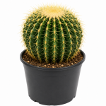 Cactus Barrel (Echinocactus grusonii)