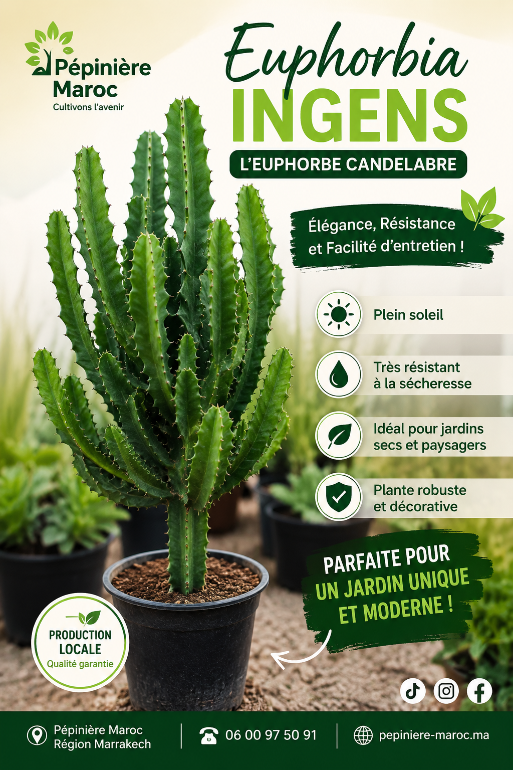 euphorbia ingens