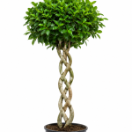 Ficus Nitida Tressé