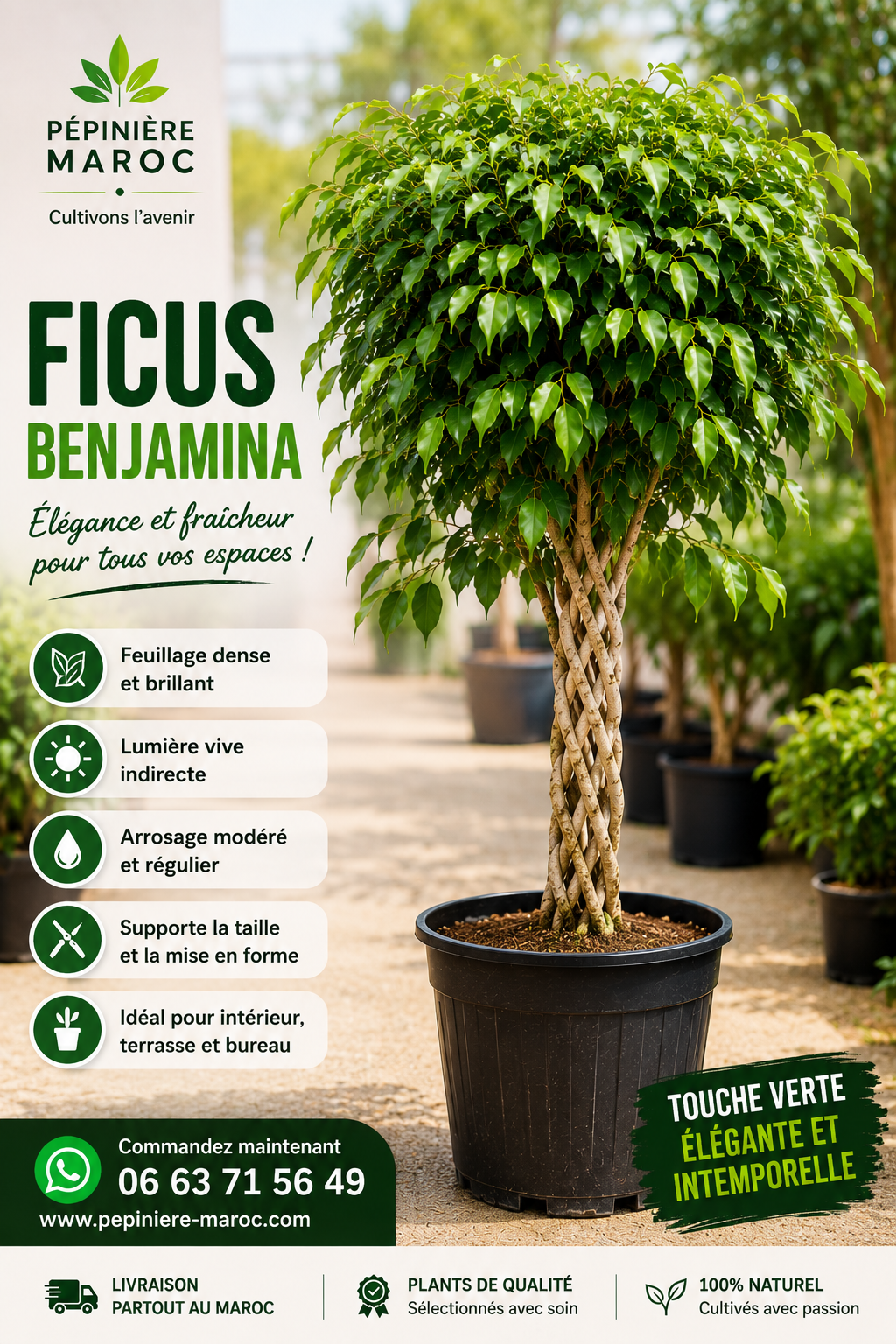FICUS