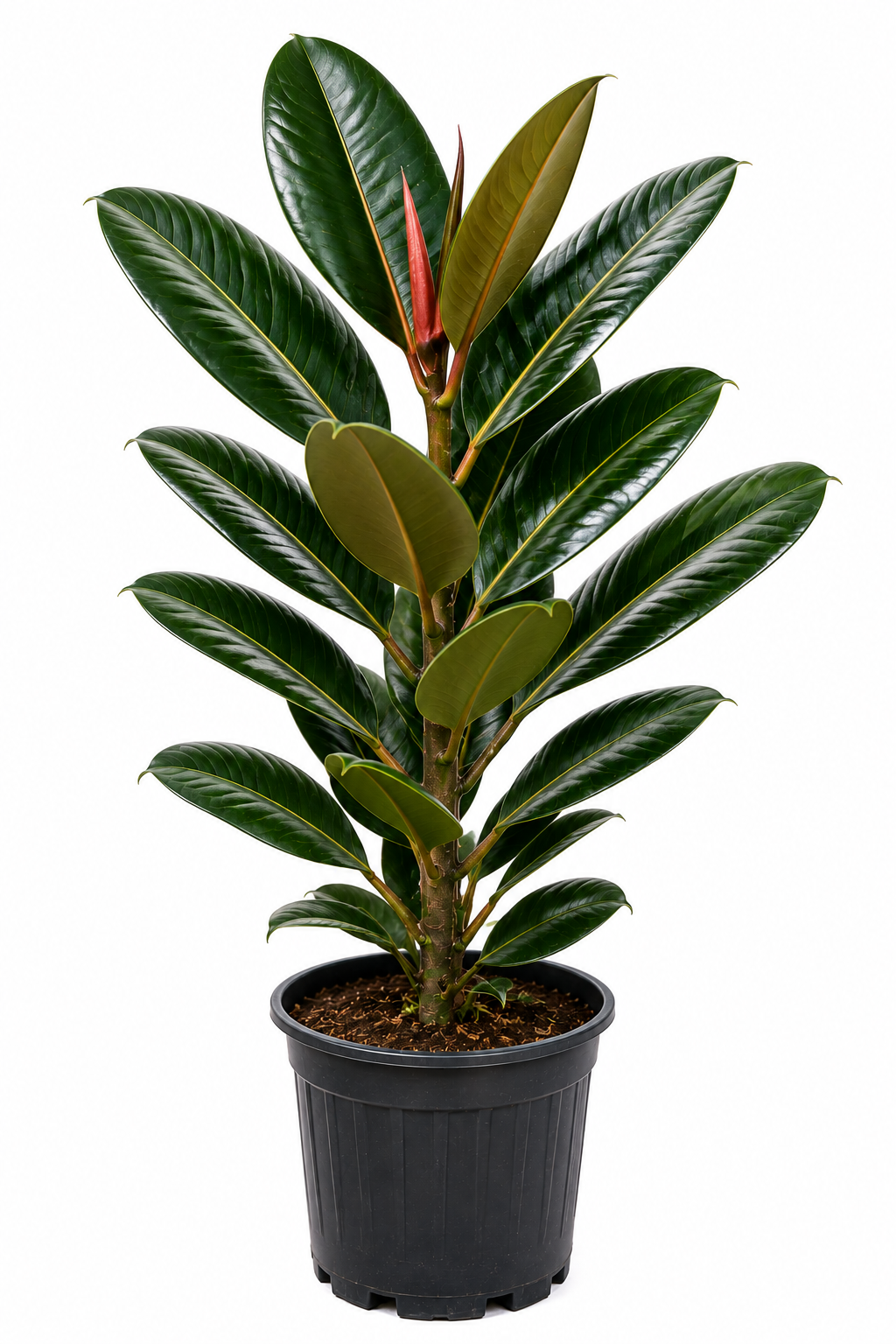 FICUS ELASTICA