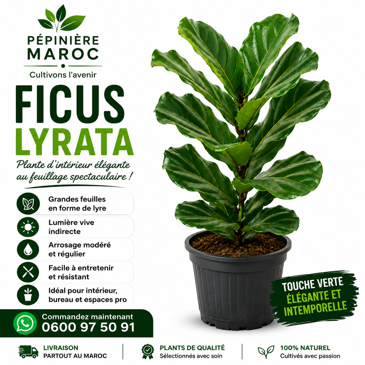 Ficus lyrata – Image 2