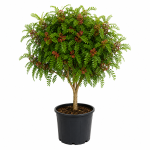 Schinus terebinthifolius faux poivrier