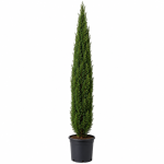 Cyprès de Florence – Cupressus sempervirens