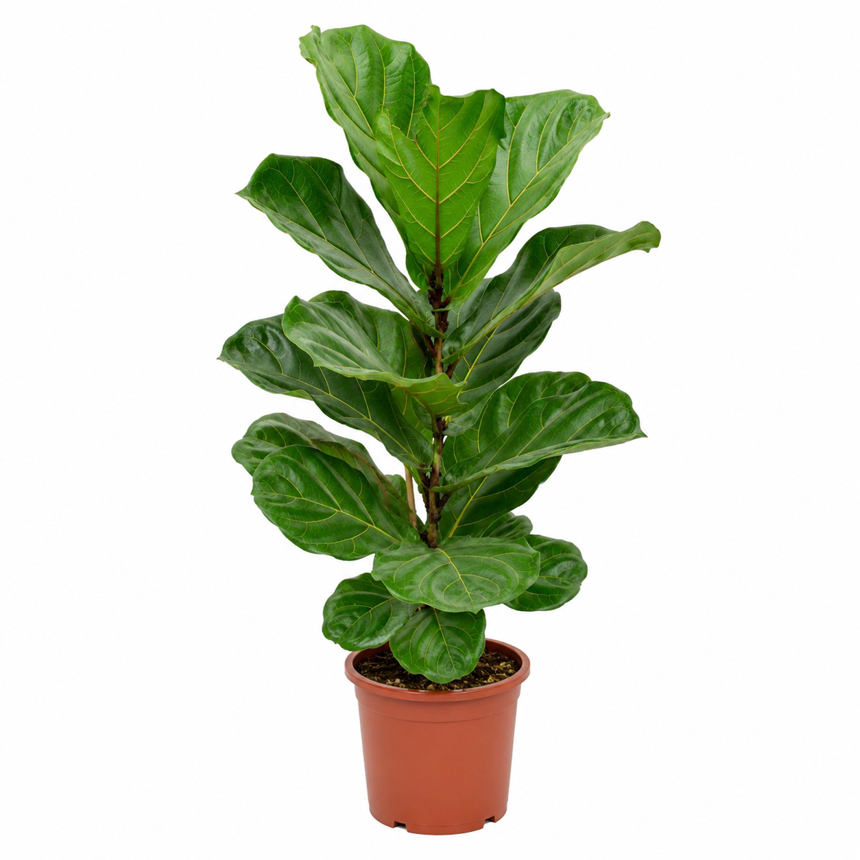LYRATA