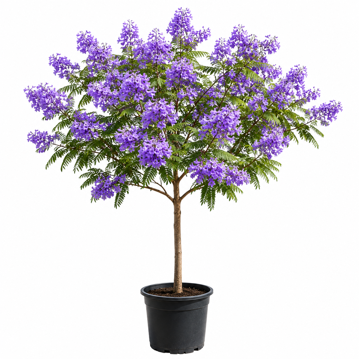 Le Jacaranda mimosifolia,
