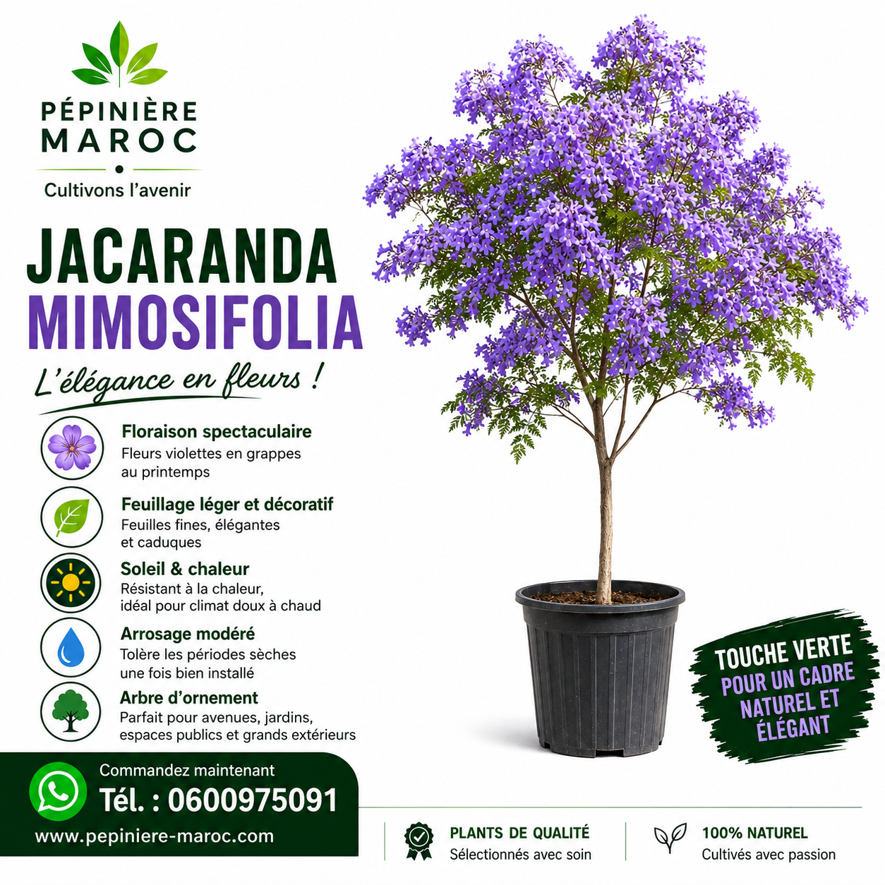 Jacaranda mimosifolia – Image 3